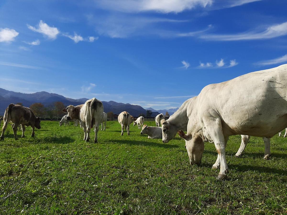 Agriturismo Fior Di Campo 드로네로 외부 사진