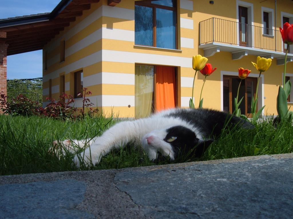 Agriturismo Fior Di Campo 드로네로 외부 사진