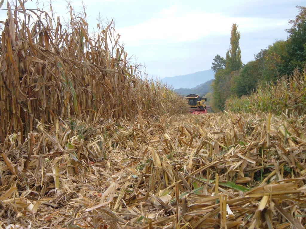 Agriturismo Fior Di Campo 드로네로 외부 사진