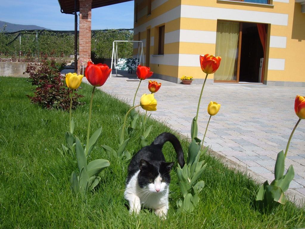 Agriturismo Fior Di Campo 드로네로 외부 사진